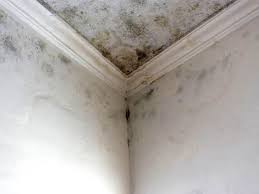 Best Mold Prevention Services  in East Moline, IL