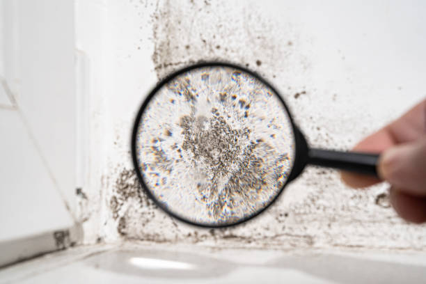 Best Air Quality Testing for Mold Spores  in East Moline, IL