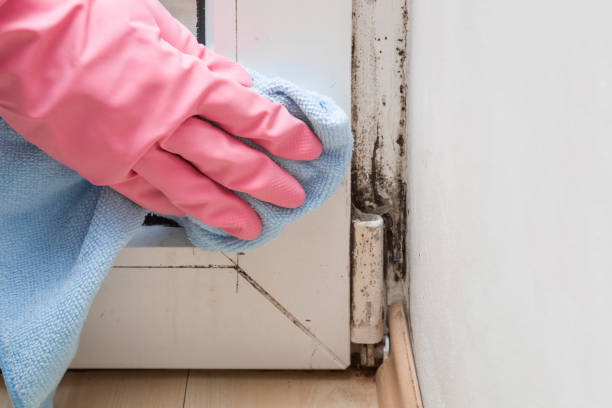 Best Basement Mold Removal  in East Moline, IL